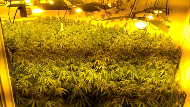 Cannabis farm