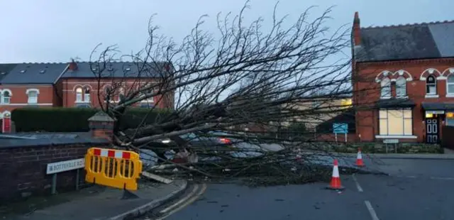 Tree down in Acocks Green, Birmingham