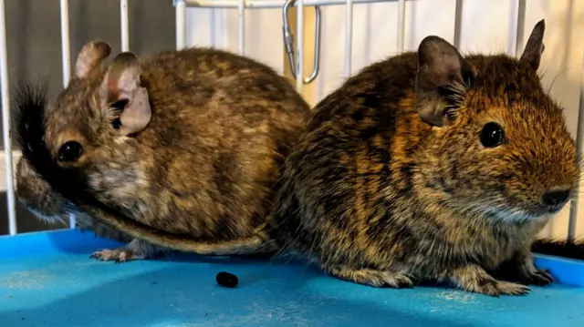 Two degus