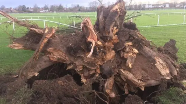 Tree at Worcester Raceourse