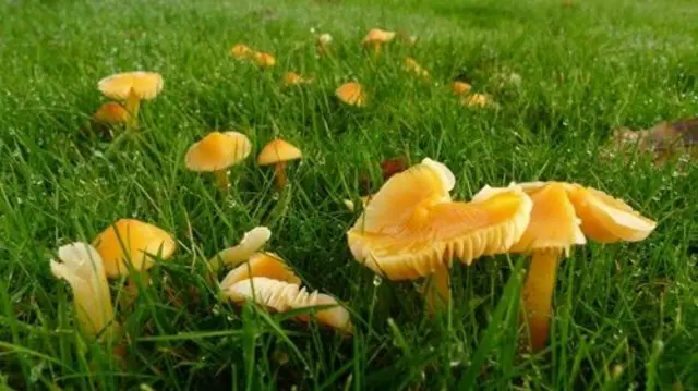 Golden waxcap mushrooms at The Leasowes