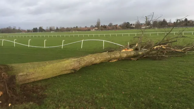 Tree down