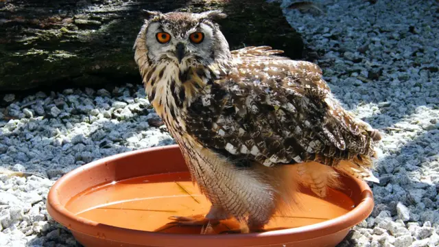 Zig the bengal eagle owl