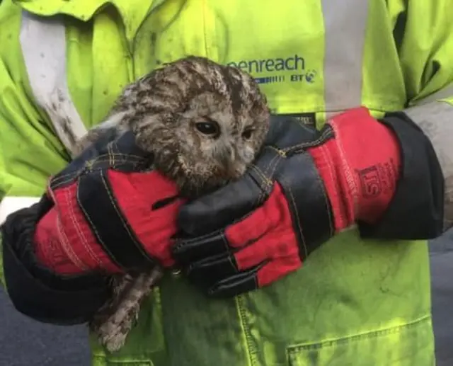 TAWNY OWL