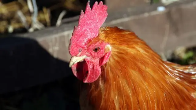 A chicken