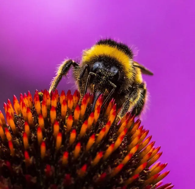 Photo of a bumblebee on a flower