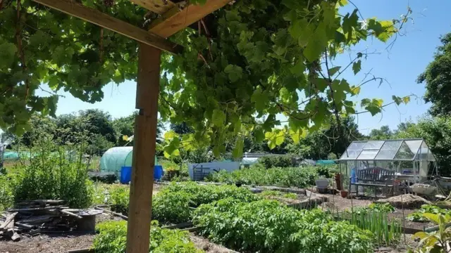 Walsall Road Allotments