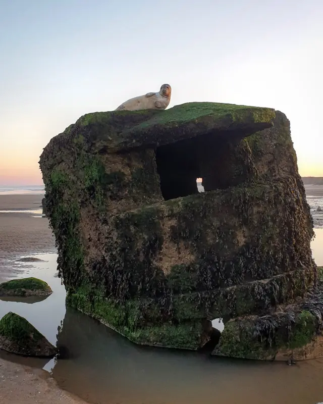 Stranded seal