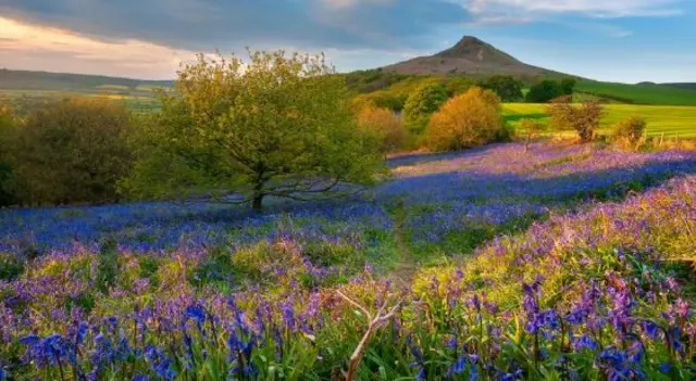 Rosebury Topping