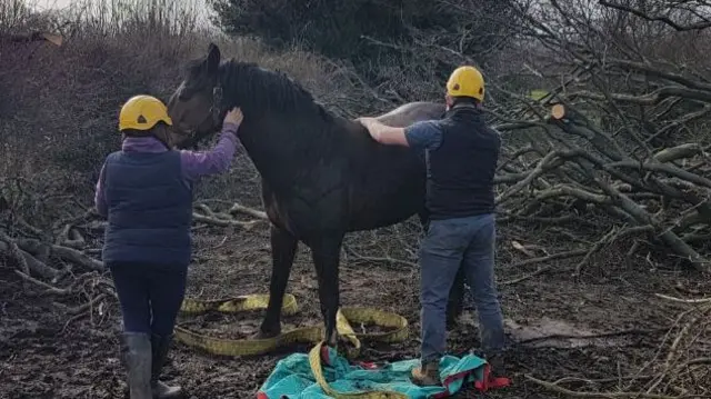 RESCUED HORSE