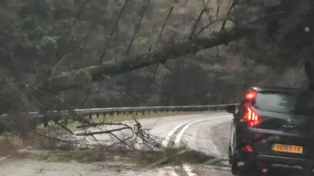 A fallen tree