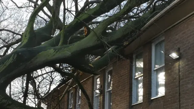 A tree resting on the roof