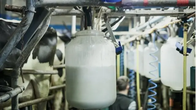 cows milking