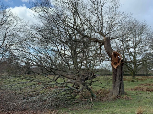 Fallen branches