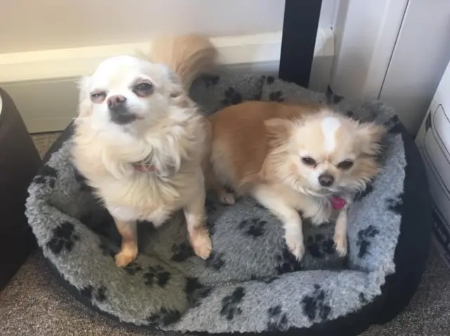 Chihuahuas