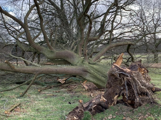 Fallen tree