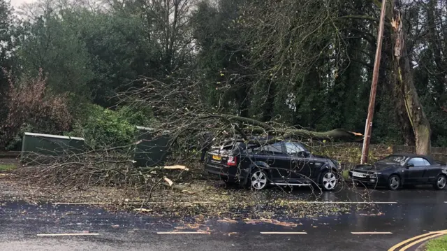 A tree on a car