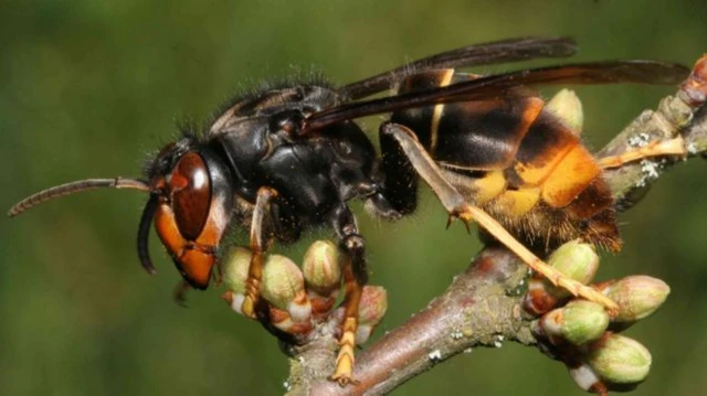 Asian Hornet