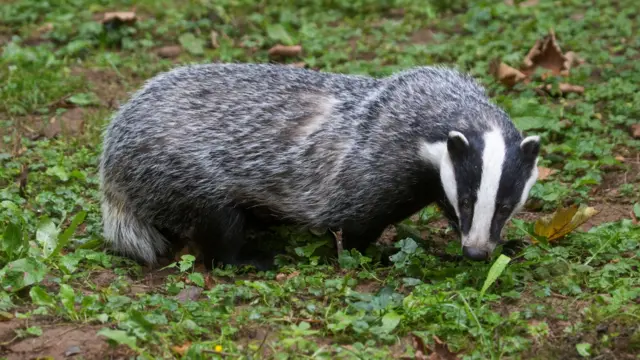 Badger