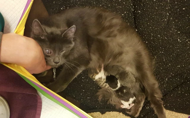 Misty with her kittens