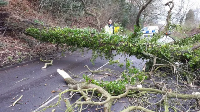 Tree down on Colliery Road, Rugeley