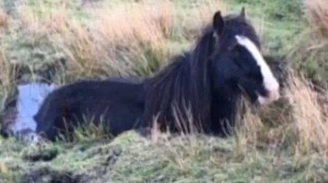 HORSE STUCK IN BOG