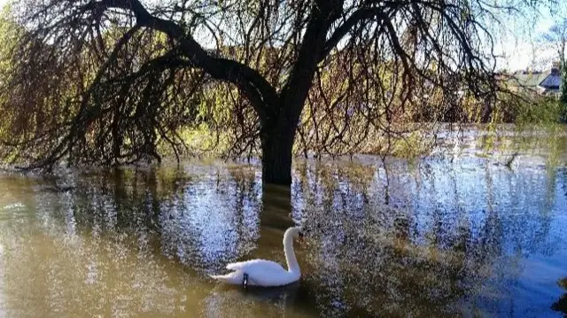 Swan n flooded part of Shrewsbury