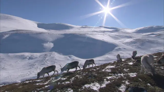 The Cairngorms’ peaks have an alpine climate and are home to the only free-ranging reindeer herd in Britain.