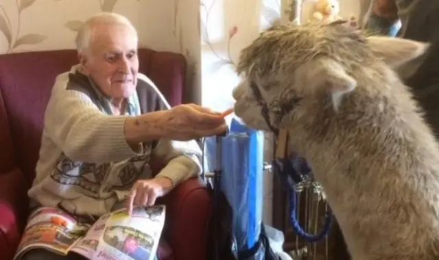 Alpacas being fed