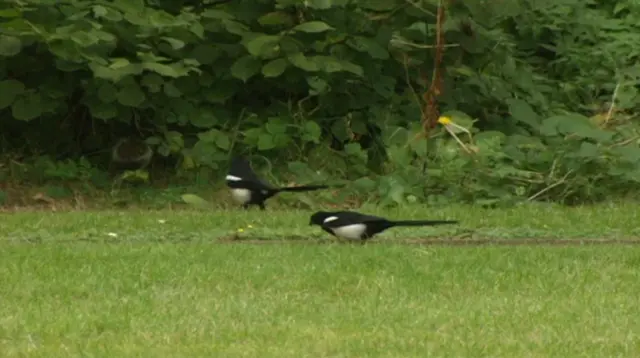 Magpies