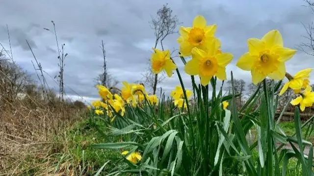 Newport daffodils