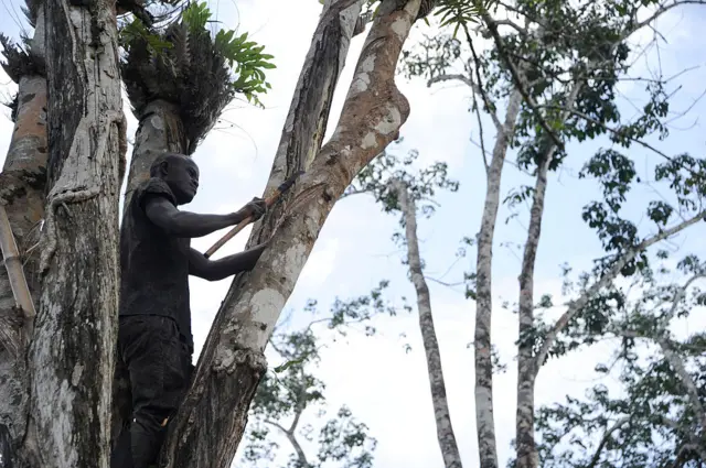 A worker is seen tapping rubber from a tree on a Firestone plantation in Liberia in 2016.