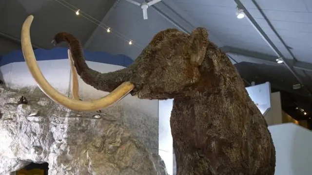 A woolly mammoth