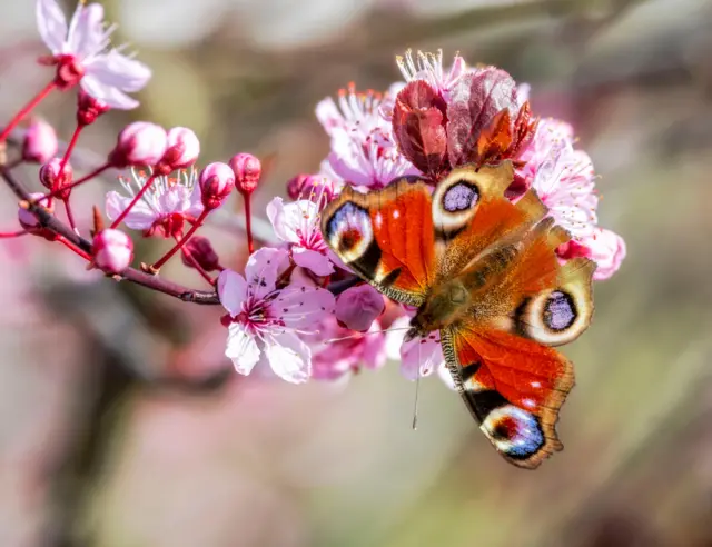 Spring in Stoney Middleton