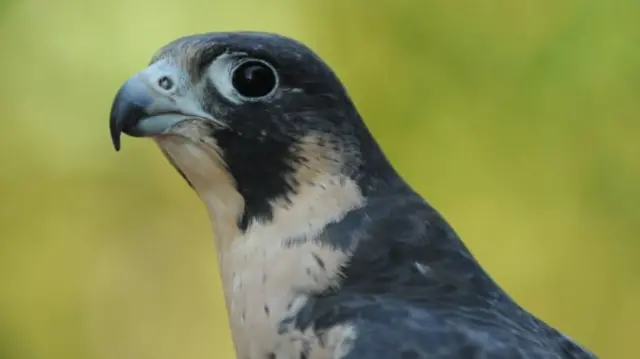 Peregrine Falcon