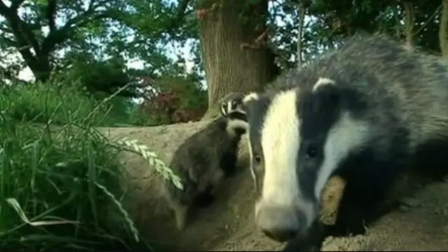 Badgers