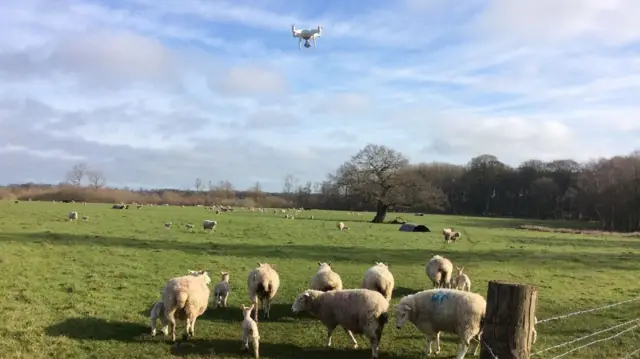 Drone and sheep