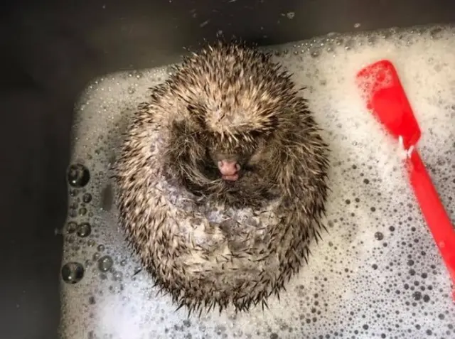 Hedgehog in a bath