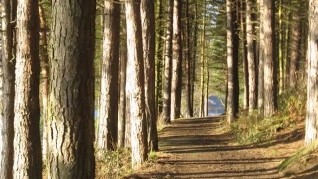 Langsett Woods