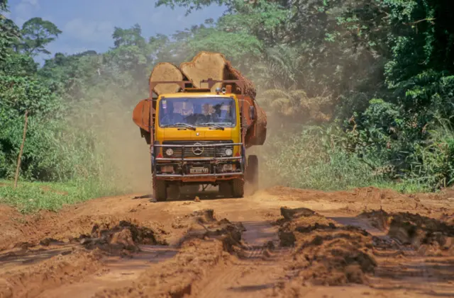 A lorry transports timber from the forest.