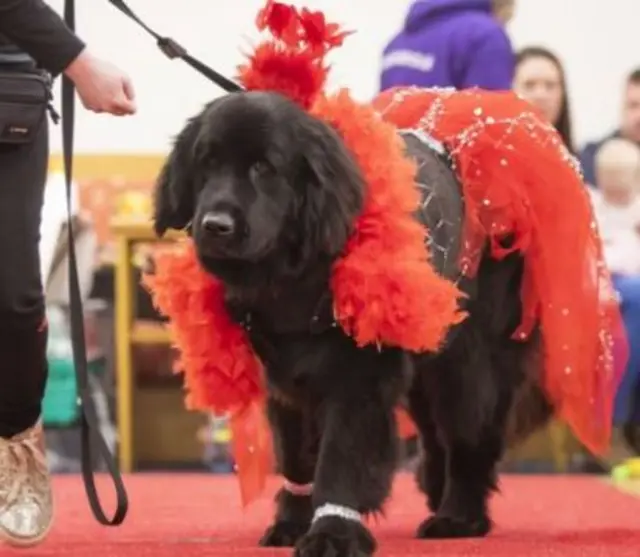 Dog beauty contestant