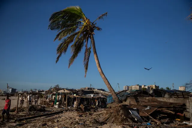 A palm tree stands between rubble on the beach in the Praia Move area in Beira