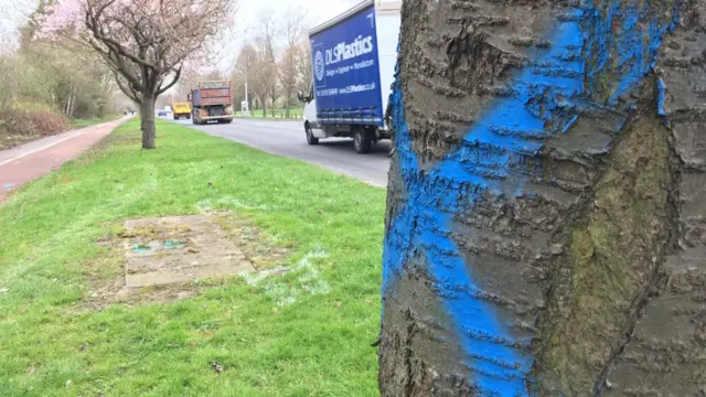 A tree with a blue cross on it