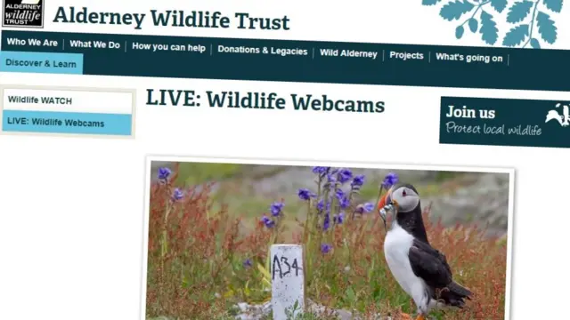 Alderney Wildlife Trust camera webpage