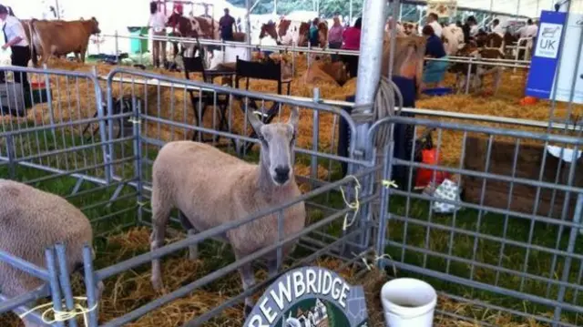 Sheep at a previous Nantwich Show