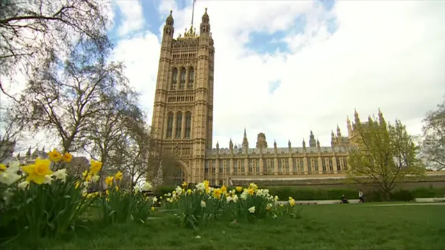 daffodils outside the Houses of Parliament