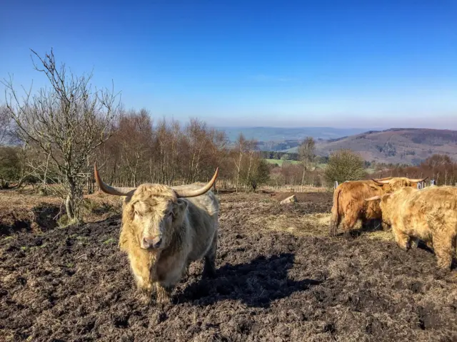 Cows in Beeley