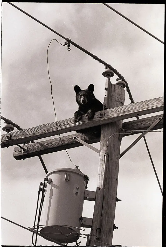 Bear on a pole