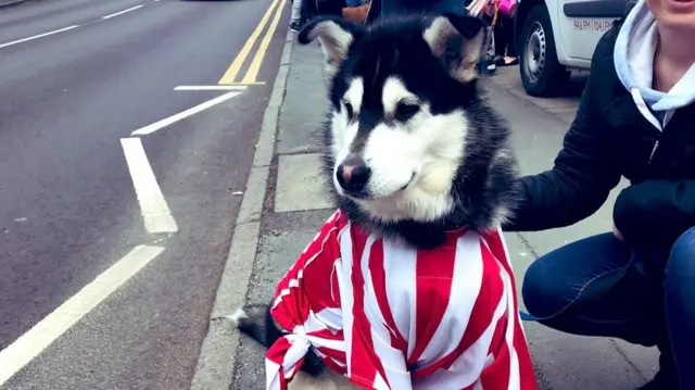 Dog in Stoke City colours