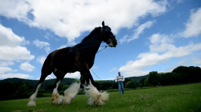 Horse at show